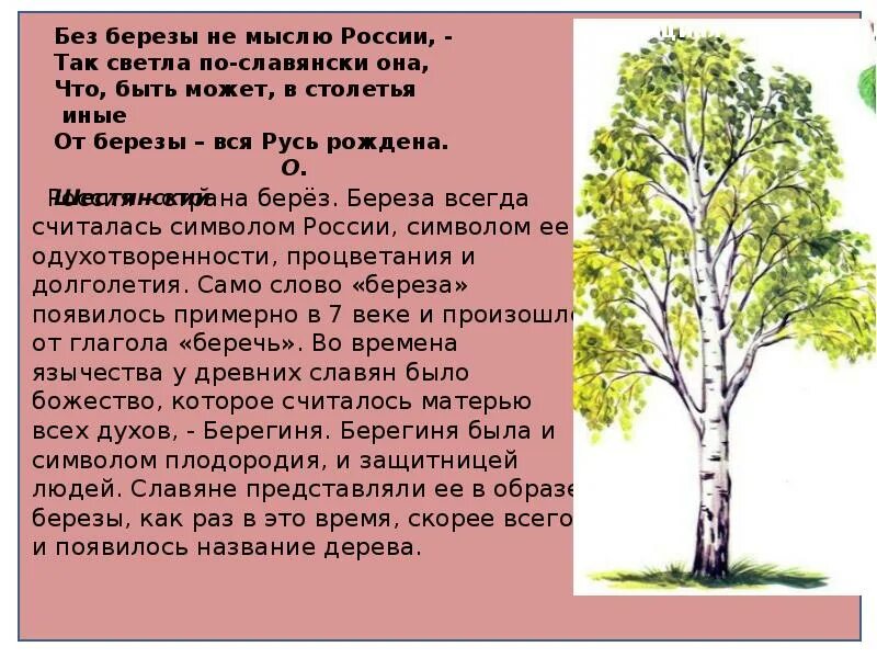 Береза всегда считалась символом России. Текст про березу. Берёза повислая описание. Составить слово березка