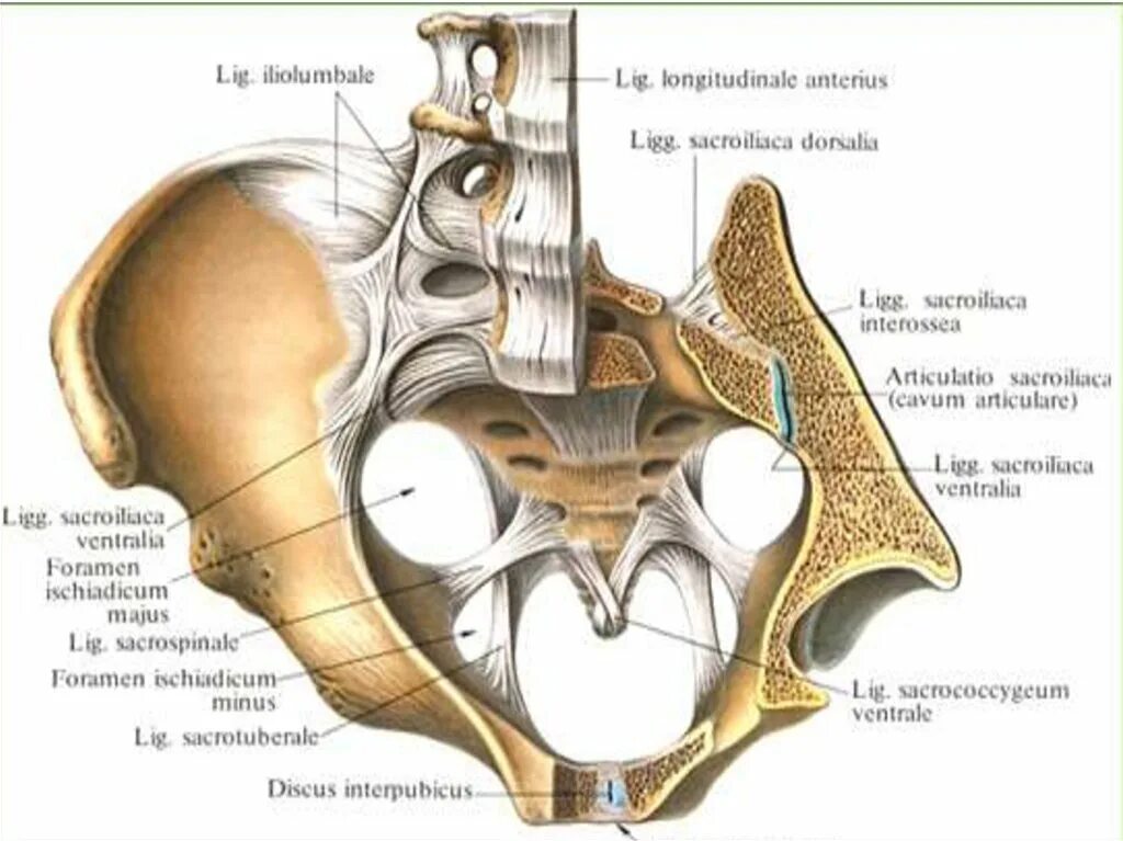 Соединение крестцово подвздошного сустава. Крестцово-подвздошный сустав таза. Соединение костей таза анатомия. Кости тазы суставы анатомия. Крестец подвздошная кость