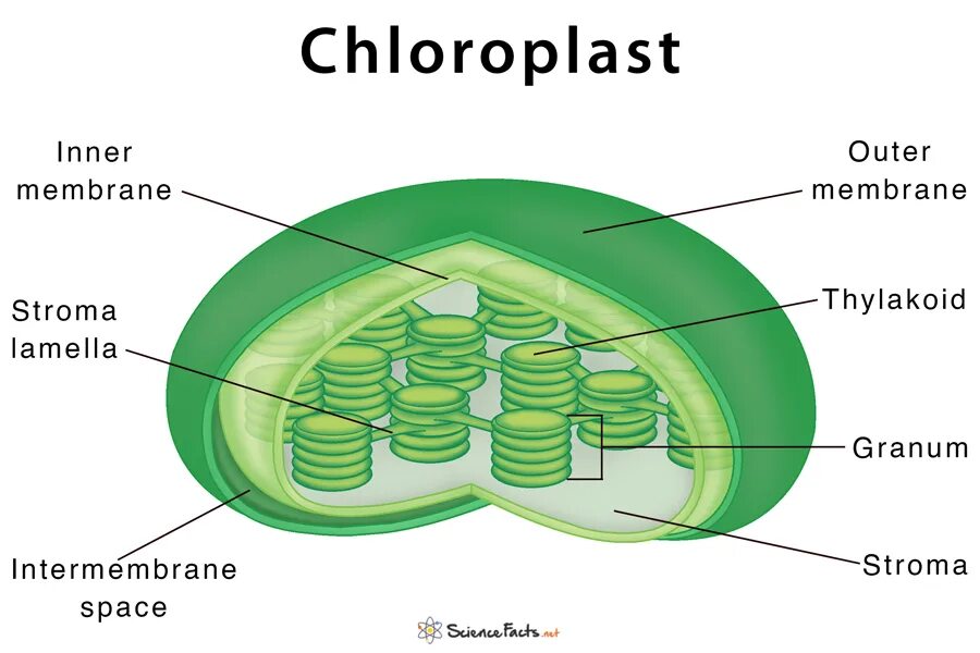 Хлоропласт царство. Хлоропласт. Строение хлоропласта. Chloroplast structure. Строение хлоропласта рисунок.