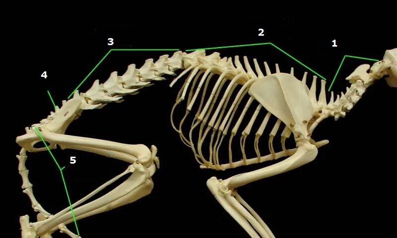 Какие отделы позвоночника у собак. Скелет кошки Грудина. Грудная клетка кота анатомия. Строение кошки анатомия скелет. Анатомия кошки скелет грудной клетки.