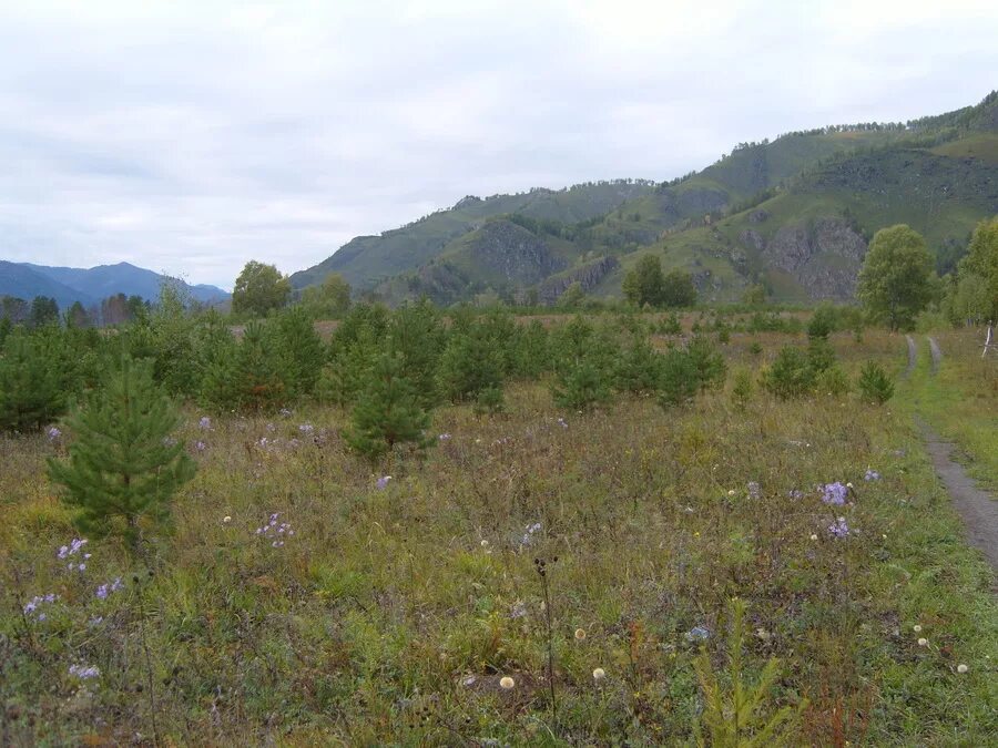 Купить участок в алтайском крае. Республика Алтай село Толгоек. Плато Толгоек горный Алтай. Толгоек Чемальский район. Республика Алтай участок.