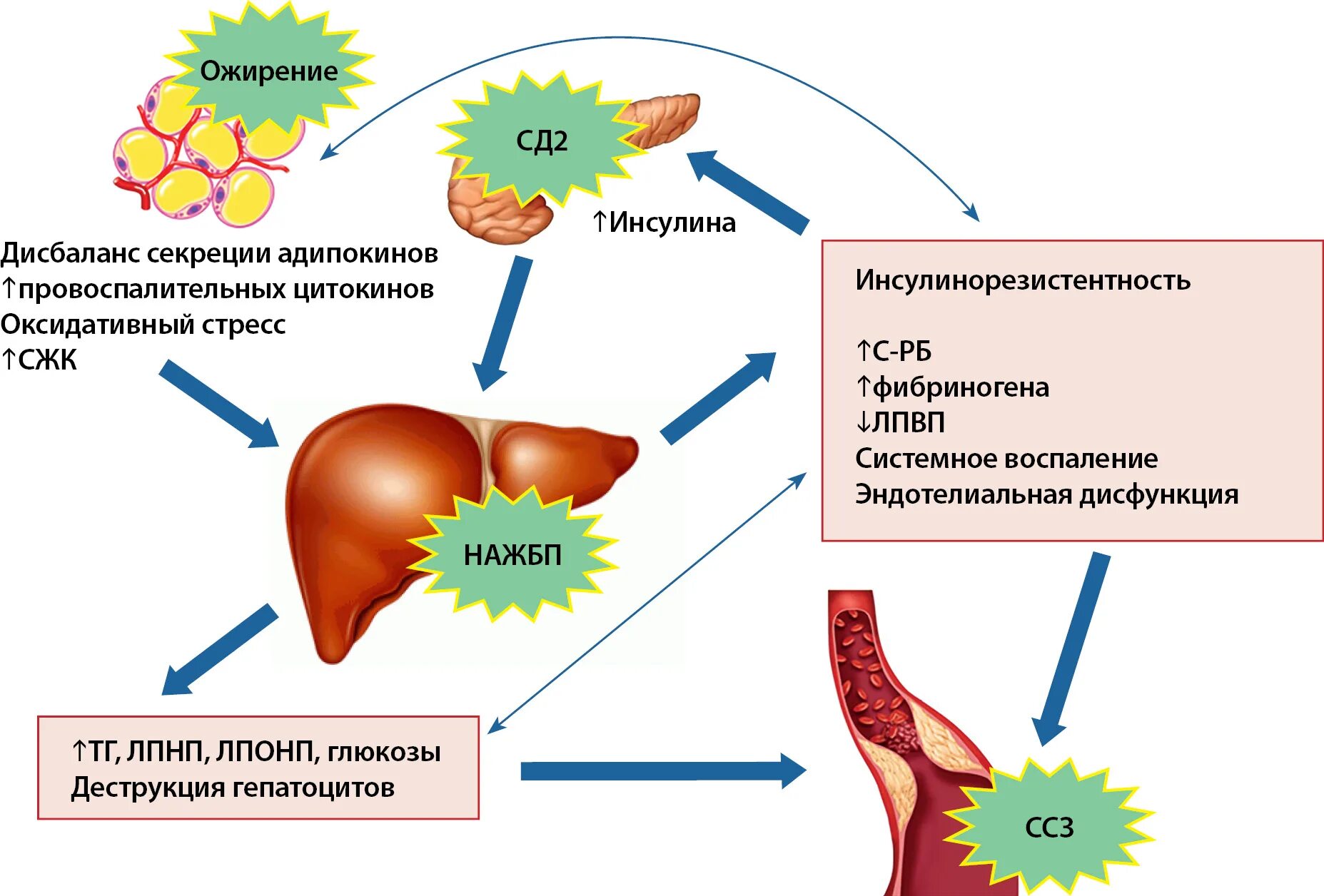Механизм развития инсулинорезистентности при ожирении. Инсулинорезистентность патогенез инсулинорезистентности. Метаболический синдром и инсулинорезистентность. Сахарный диабет инсулин резистентность. Симптомы резистентности