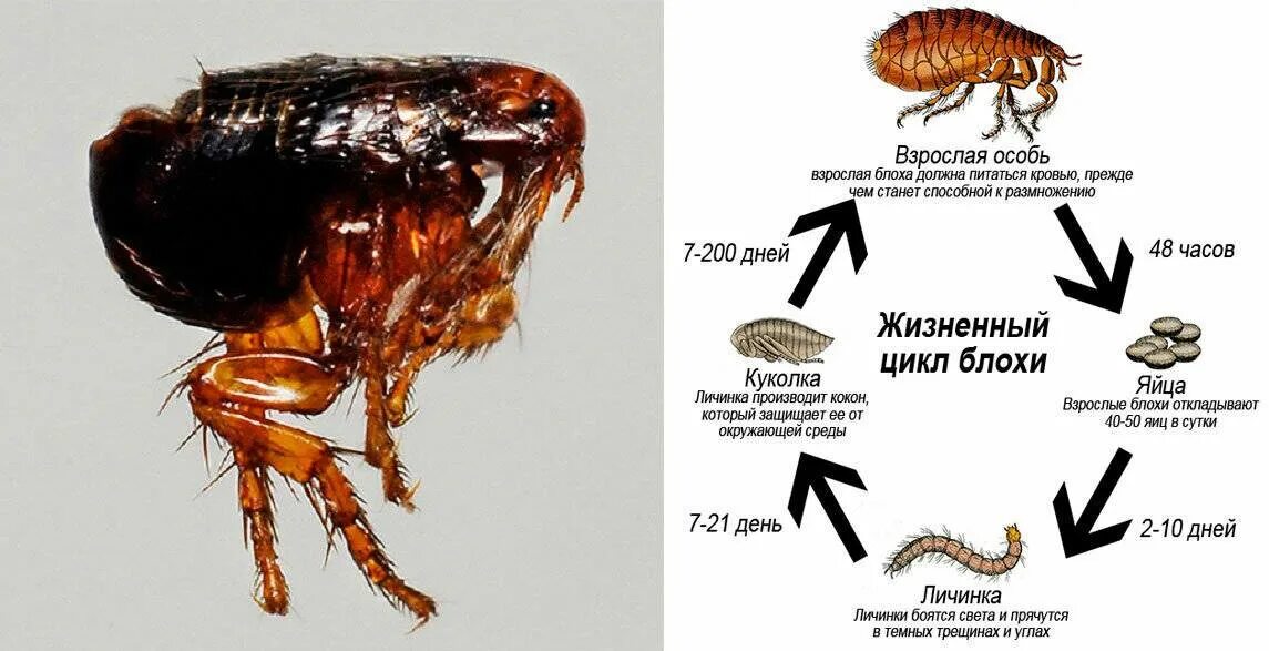 Жизненный цикл блохи. Земляные блохи средства для уничтожения в доме. Жизненный цикл блохи Земляной. Как выглядят укусы блох земляных блох.