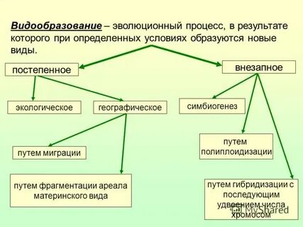В результате какого эволюционного процесса