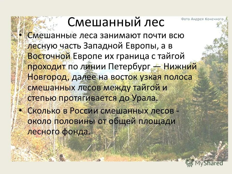 Самый большой текст леса