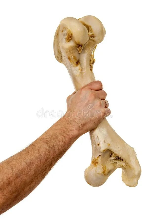 Большая косточка. Крупные кости. Кость руки человека.