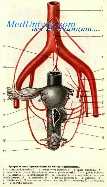 Маточная артерия и Вена. Кровоснабжение органов малого таза схема. Артерии органов малого таза схема. Подвздошные артерии анатомия схема. Кровообращение малого таза у женщин