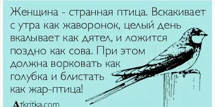 Уровень 83 птичка проспала. Анекдоты про птиц. Шутки про птиц смешные. Шутки про сову и жаворонка. Смешные афоризмы про птиц.