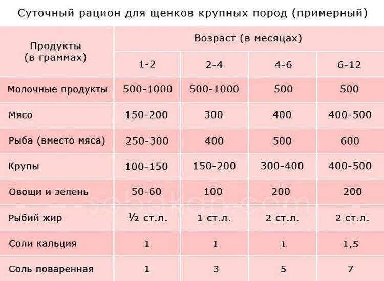 Сколько еды нужно давать щенку. Норма натурального кормления щенка немецкой овчарки. кормление 2 месячного щенка сколько корма давать. рацион питания щенка 3 месяца. схема 5 разового кормления щенка.