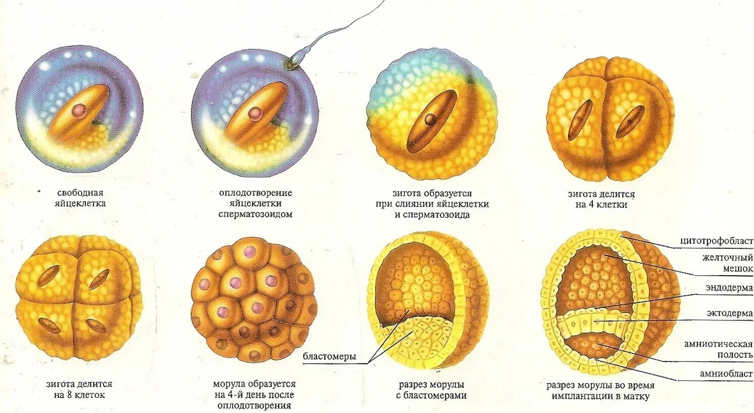 Оплодотворение морула. Стадии развития оплодотворенной яйцеклетки. Зигота эмбрион. Схема развития зиготы.