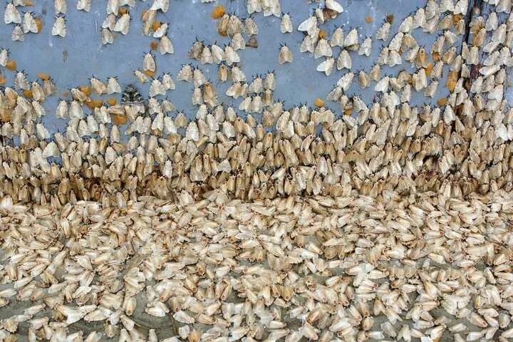 Шелкопряд в башкирии. Нашествие тутового шелкопряда. непарный шелкопряд нашествие. сибирский шелкопряд нашествие. в оренбурге нашествие мотыльков.