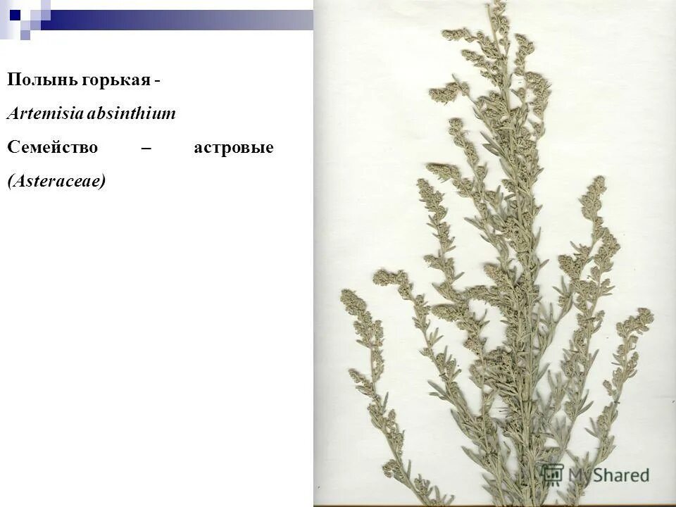 Лекарственные растения от поноса. Полынь цитварная трава. Полынь пурша и полынь людовика. Полынь каталог. Полыни горькой трава в аптеке.