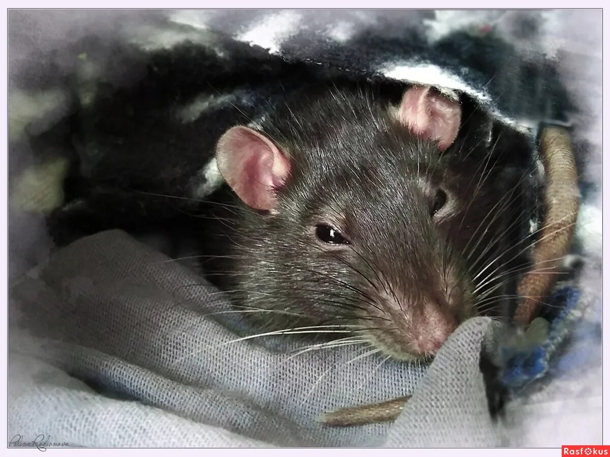 слепые крысята. крыса дамбо. слепая крыса. белая крыса. крот слепыш.