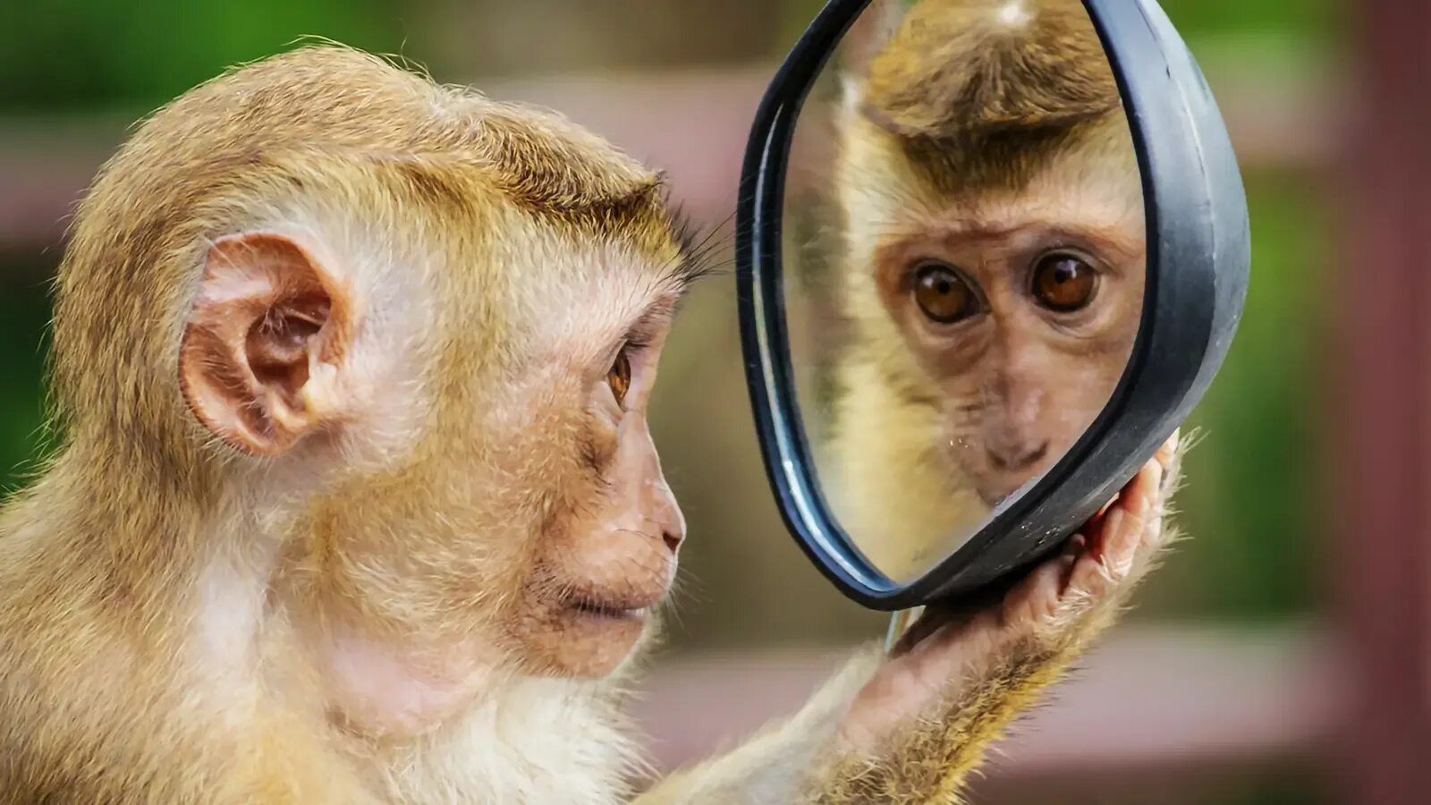 Познание животных. Обезьяны. Зеркало обезьянка. Забавные обезьянки. Фото обезьяны.