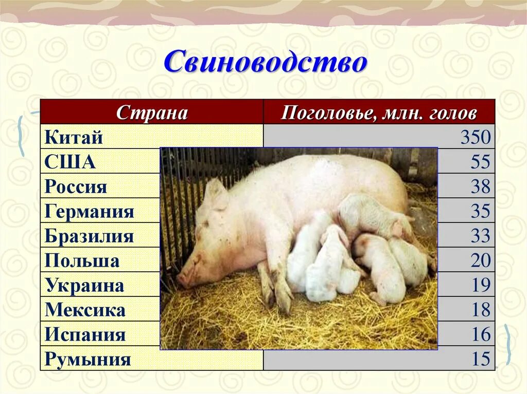 Сообщение о свиноводстве