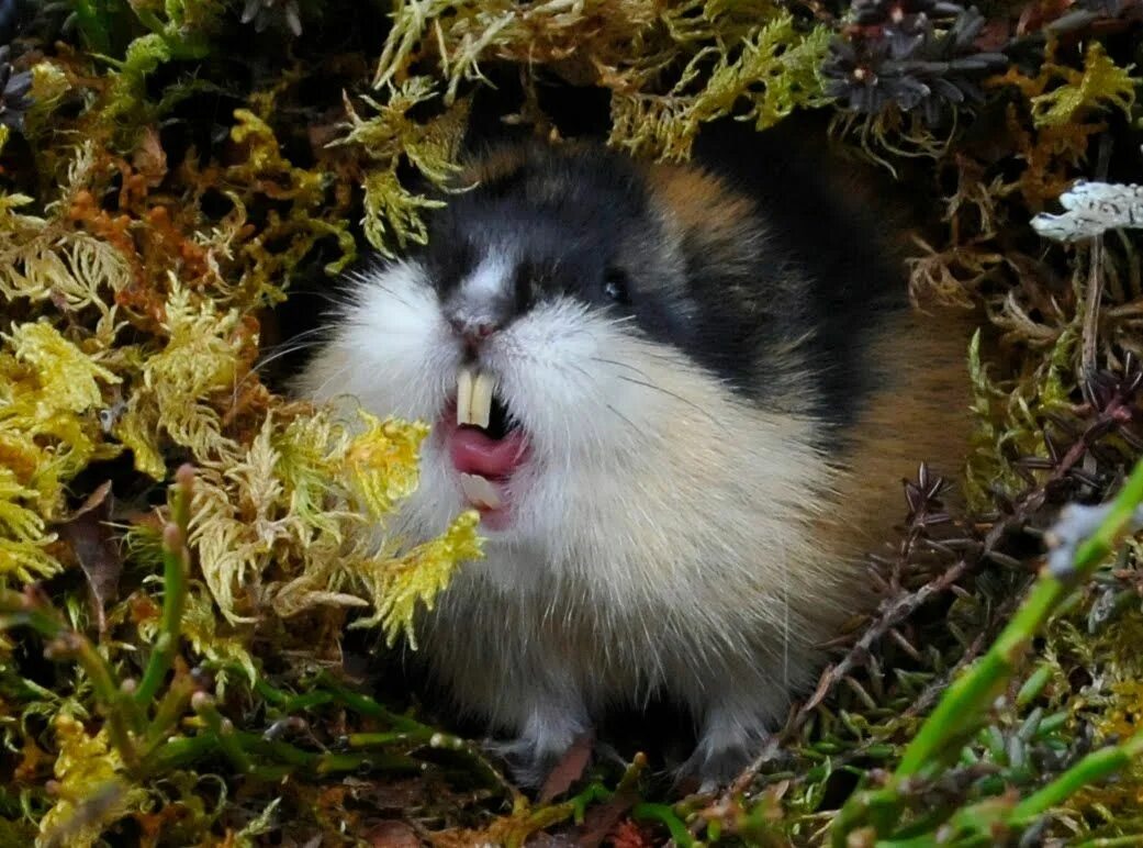 Копытный лемминг. Камчатский лемминг. Как выглядит лемминг. Как выглядит лемминг. Амурский лемминг.