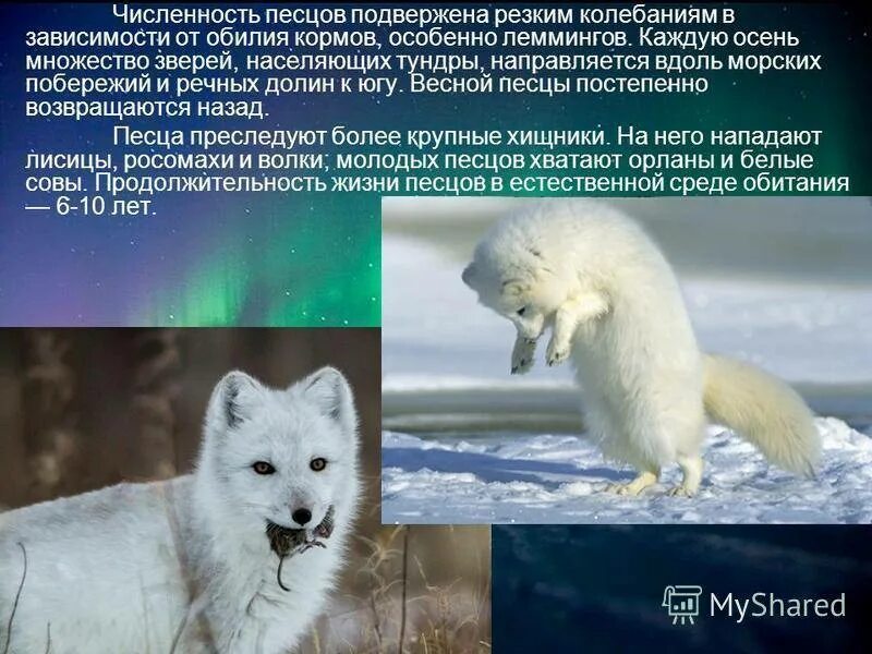 Сообщение про песца. Песец доклад. песец презентация. песец интересные факты. сообщение о песце.