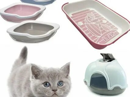 Что нужно для котенка