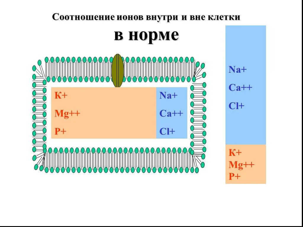 Концентрация ионов внутри и вне клетки.