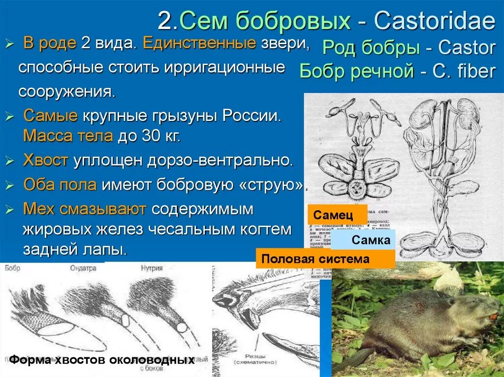 Внешнее строение Бобров. Строение речного бобра. Расположение органов бобра. Прием бобра