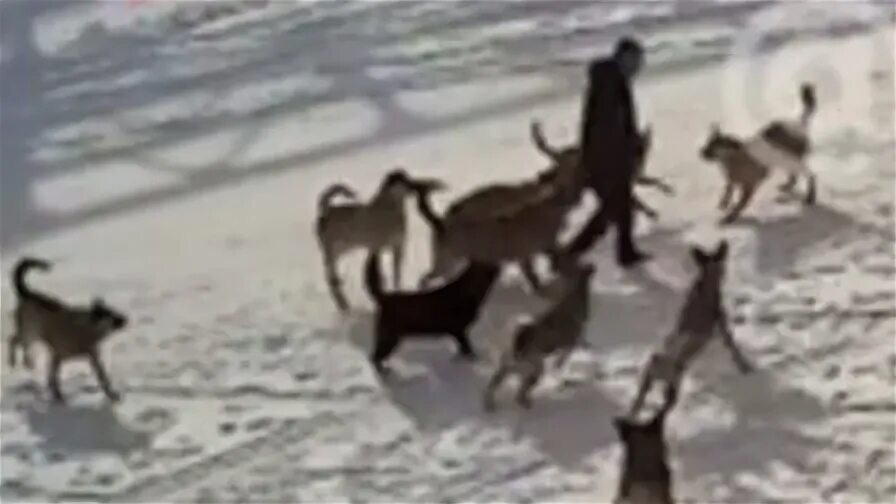 16 нападение. В Нижневартовске собаки напали на мужчину. Стая собак у Мондео. Свора собак бежит за человеком. Стаи собак Турция пляж.