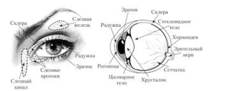 Обозначьте на рисунке строение глаза. Схема строения глазного анализатора. Глазной анализатор строение рисунок. Схема строение глазного внешнего анализатора. Схема глаза человека с подписями строения и функции.