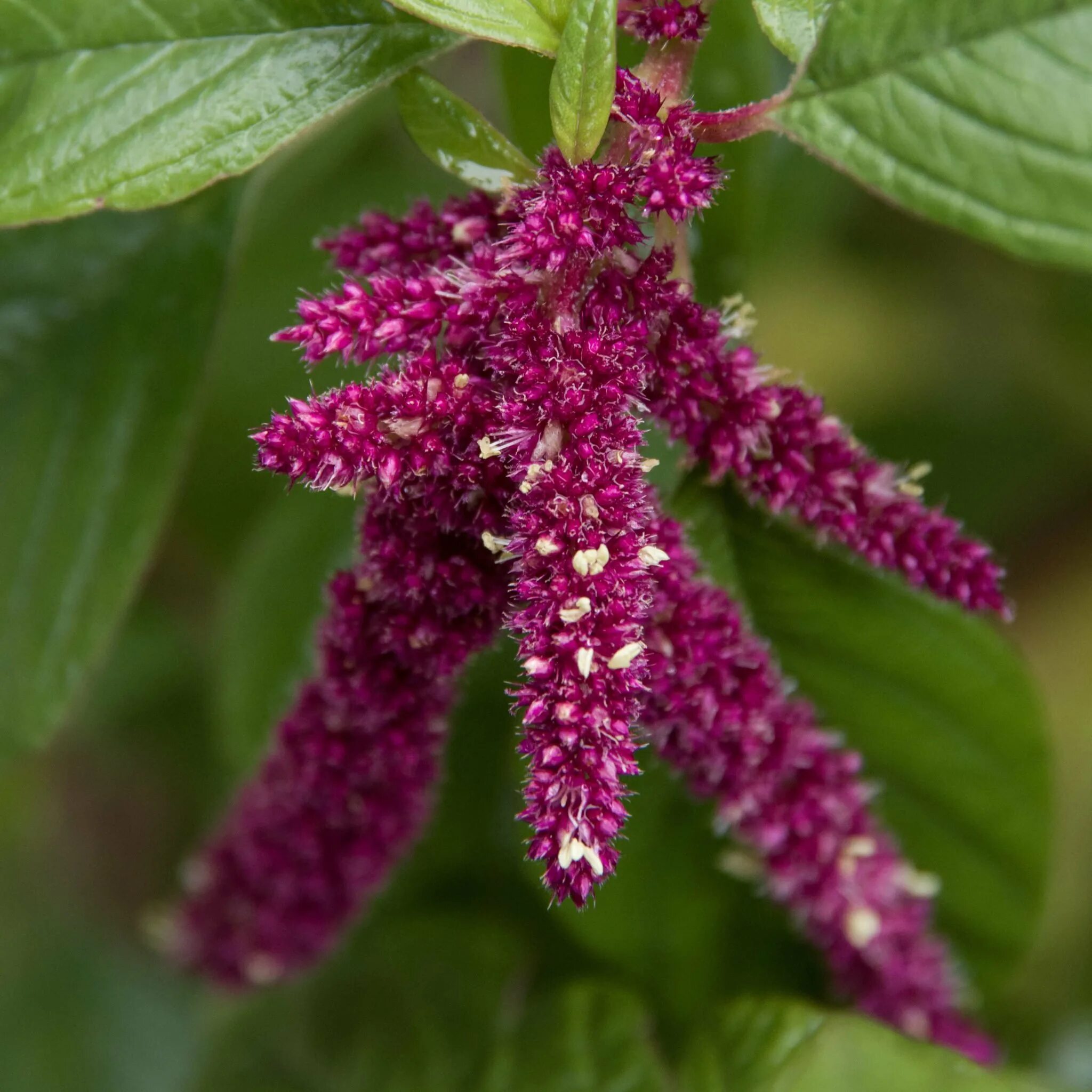 Как выглядит амарант растение. Амарант хвостатый (amaranthus caudatus). амарант цветок. амарант хвостатый щирица. амарант щирица растение.
