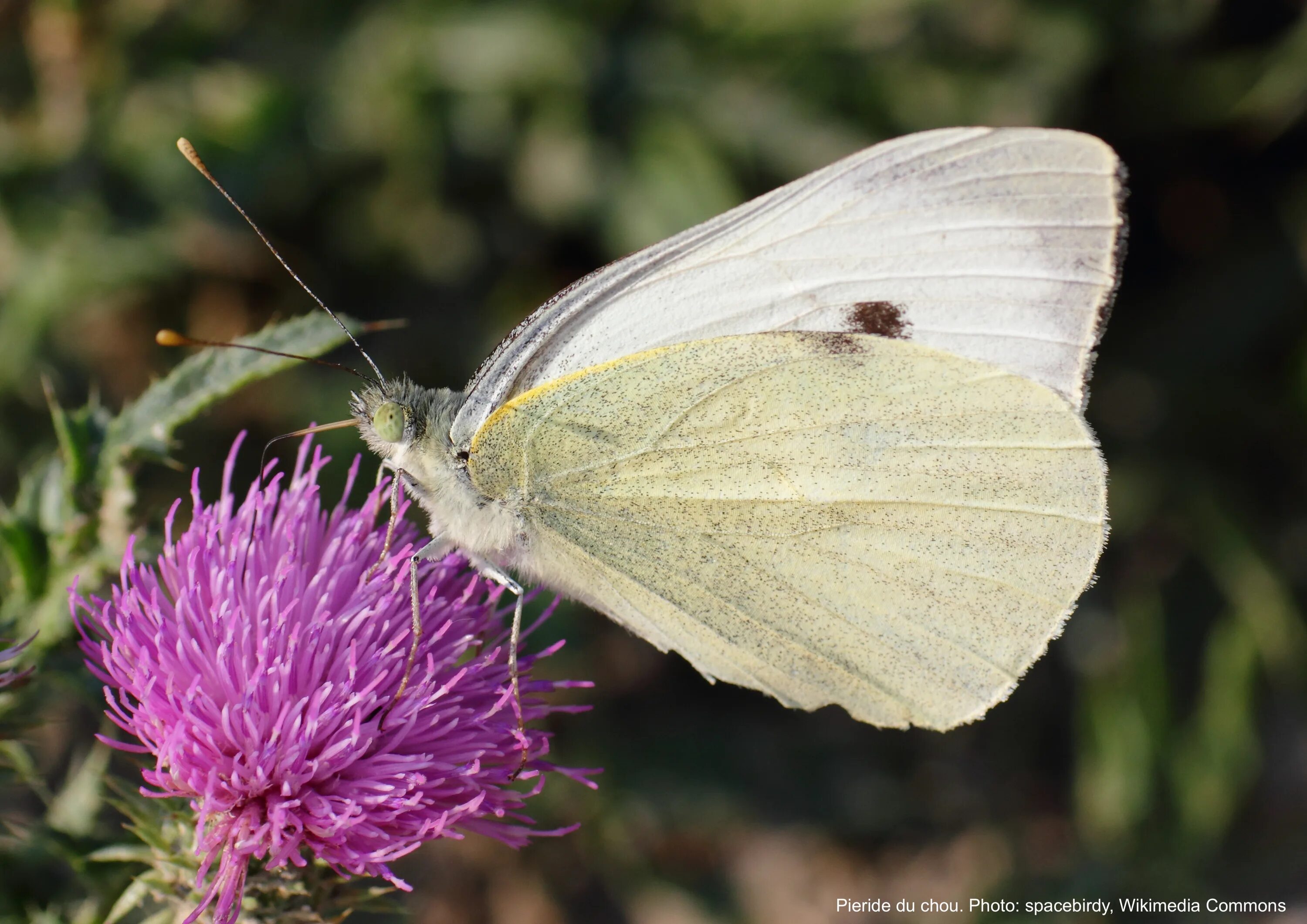 Pieris brassicae. Бабочка капустница царство. Бабочка Белянка капустница. Чешуекрылые капустница. Бабочка капустная белянка имеет