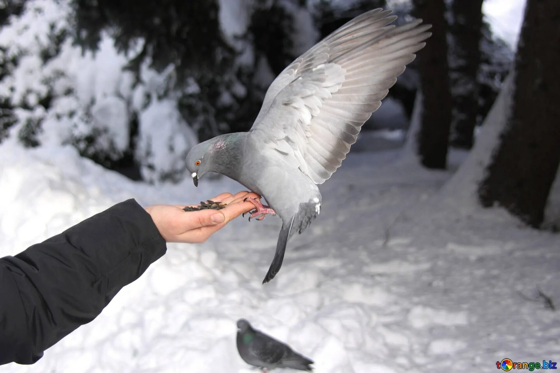 Сон есть птицу. Птица на руке. Голуби на снегу. Голубь зимой. Голубь в руках.