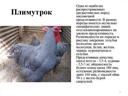 Плимутрок порода кур описание