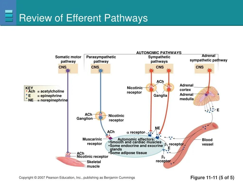 Pathways 2