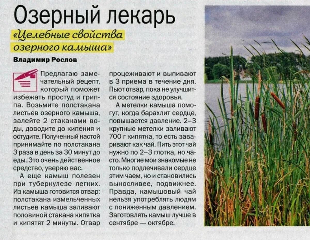 Схеноплектус озерный. Камыш озерный тростник. Астраханский заповедник рогоз. Польза камыша. Камыш рогоз осока.
