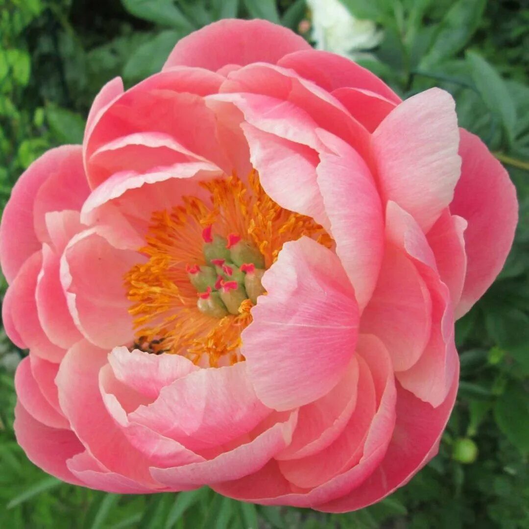 Пионы макро. Пион с серединкой. Пион roselette. Пион кингз дэй. Пион салмон дрим.