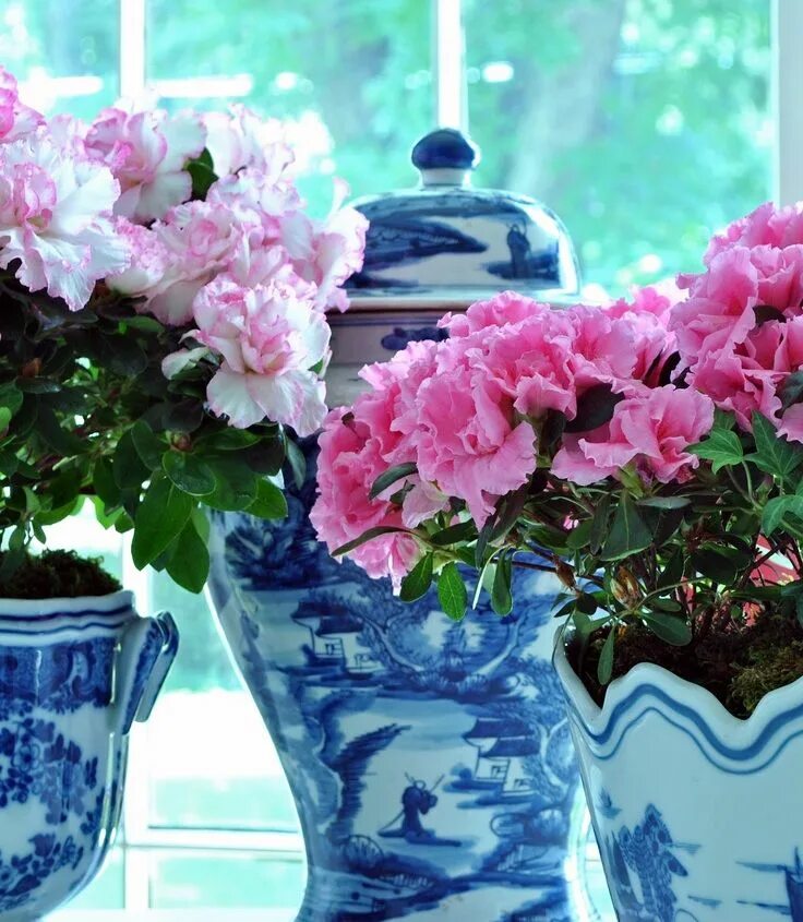 Мак огородный. Какие растения нельзя выращивать на даче. Растения запрещенные к выращиванию. Цветы запрещенные выращивать на участке. Какой цветок запретили выращивать 2024 на даче.