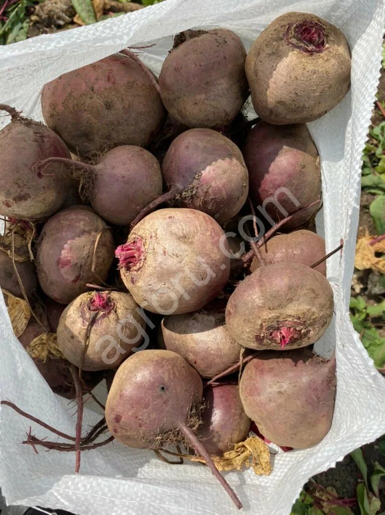 Продается свекла. Свекла новый урожай. Свекла опт. Картофель морковь свекла. Кременчуг украина телефон буряк томари.