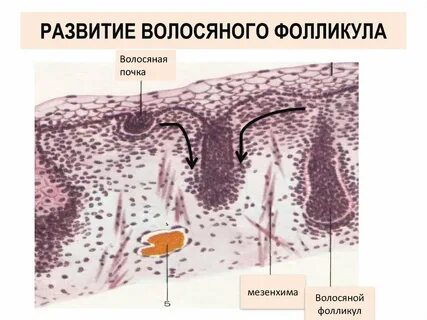 Форма волосяной фолликулы