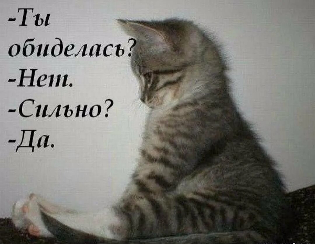 Не забывай. Ты обиделась нет сильно да. Не подходи ко мне я обиделась. Котик обиделся с надписью. Кошечка обиделась на котика.