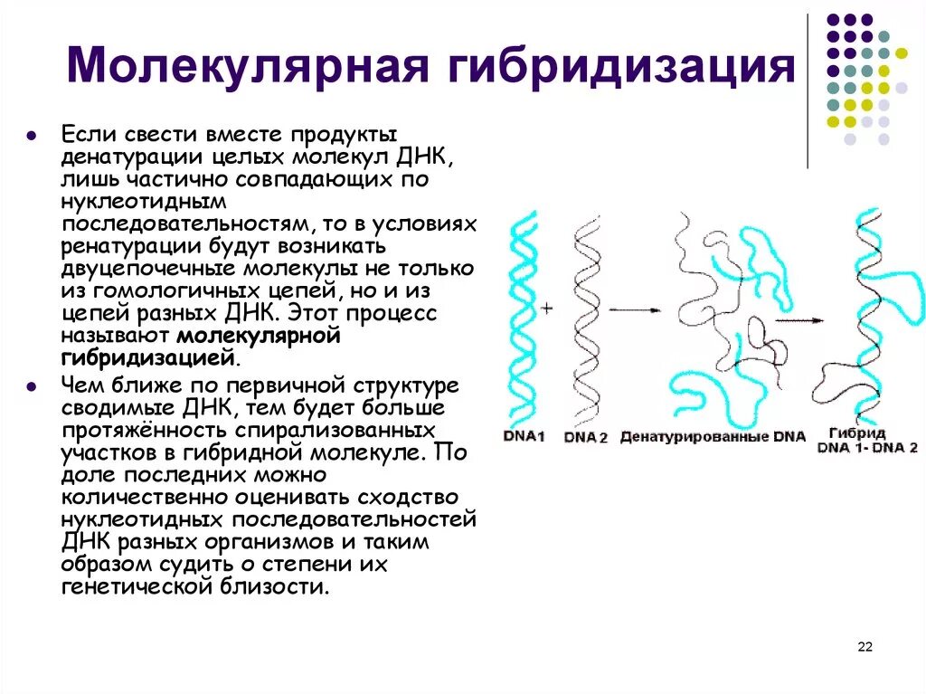 Схема метода молекулярной гибридизации. Метод ДНК ДНК гибридизации. Схема гибридизации нуклеиновых кислот. Гибридизация (ДНК-ДНК, ДНК-РНК).. Значение молекул днк