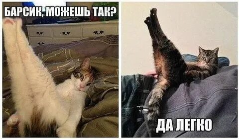 Включи кот без