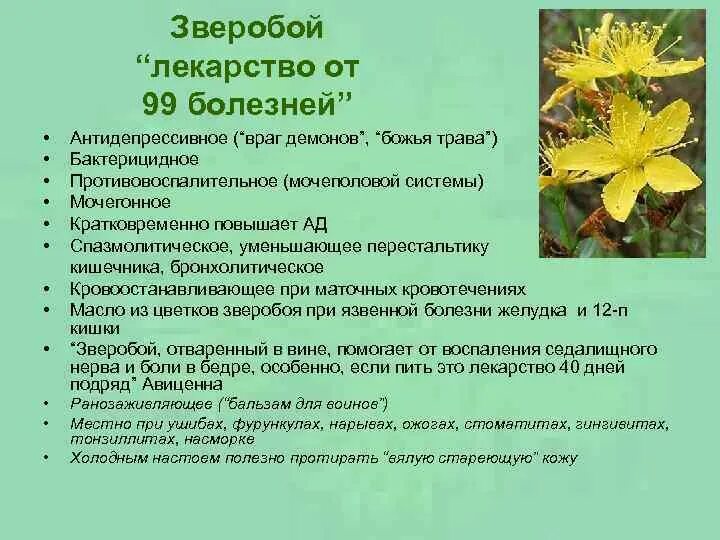 Зверобой трава свойства. Зверобой лекарство от 99 болезней. Зверобой полезные свойства. Зверобой целебные свойства растения.