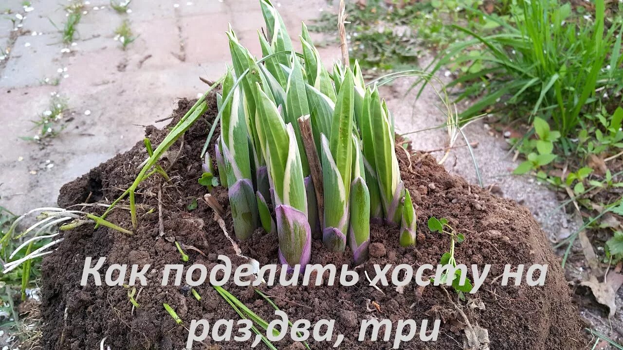 Когда можно делить хосту и рассаживать