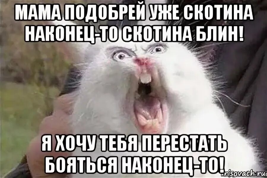 Почему ушел подобрей. Почему ушел подобрей. Я злая синоним. Подобрей дом 2. Почему ушел подобрей.