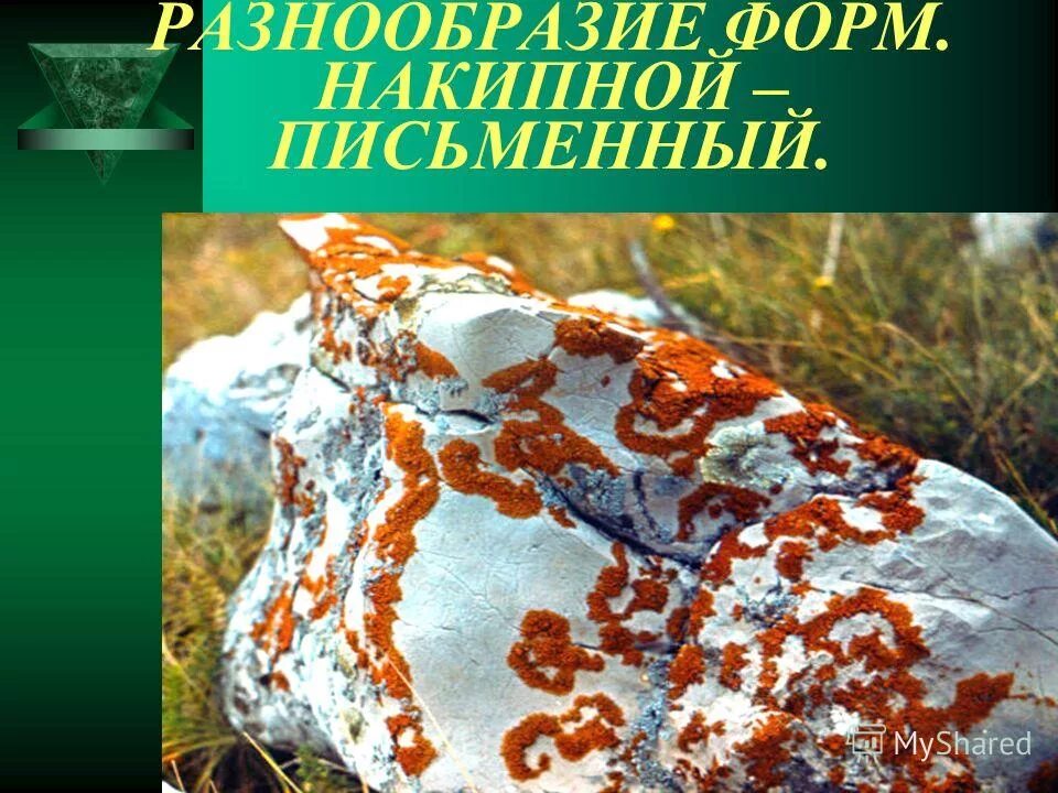 Эра появления грибов и лишайников. Исследование воздуха по наличию лишайников. Классы полеотолерантности лишайников и экологический мониторинг.