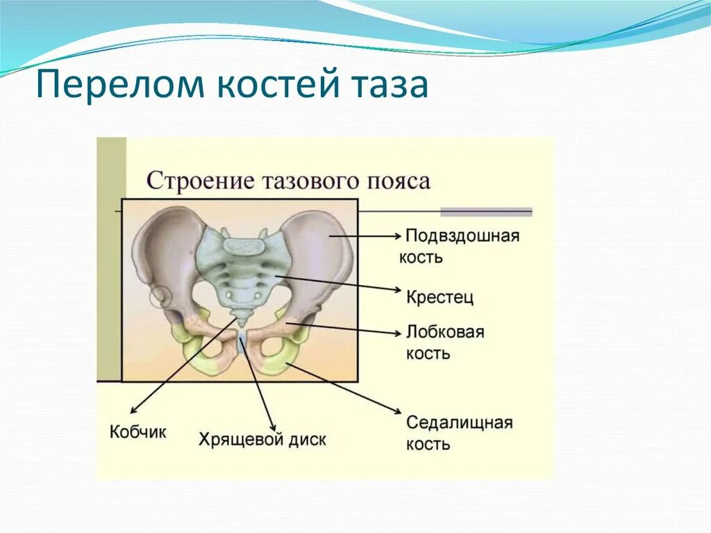 Кости таза строение анатомия. Строение тазовых костей анатомия. Таз строение тазовой кости. Тазовый пояс человека анатомия.