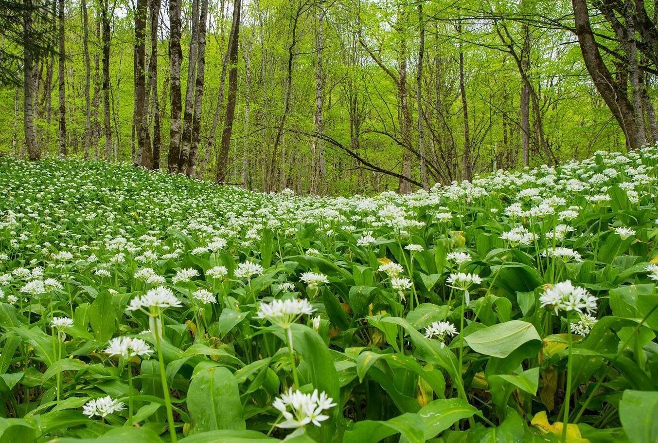 Черемша где посадить. Черемша. allium ursinum черемша. черемша (allium victorialis). черемша сибирская.