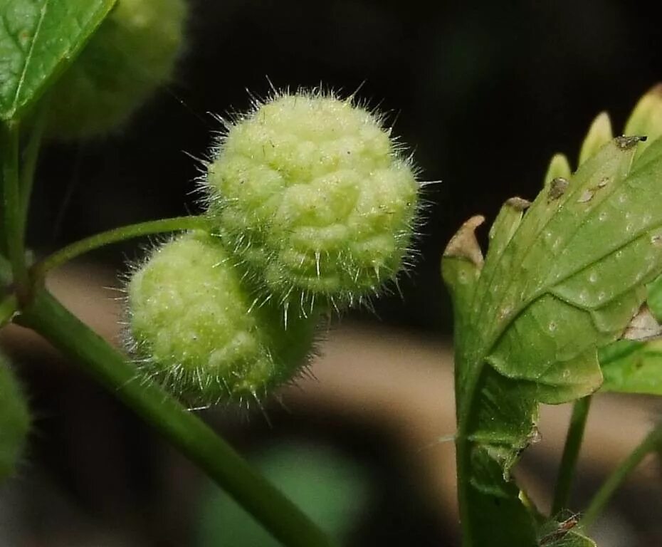 Плод крапивы. Крапива шариконосная. Urtica pilulifera. Крапива двудомная плод. Крапивных (Urticaceae).