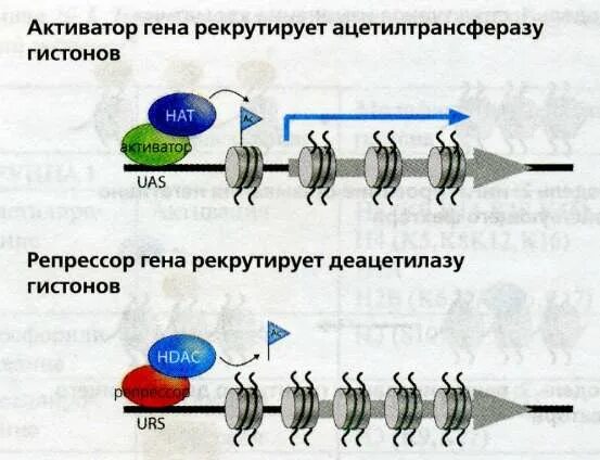 11 б ген