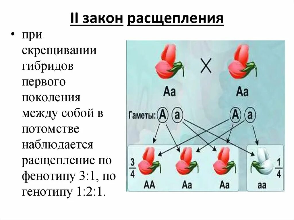 Расщепление 2 1 по генотипу по фенотипу 1:1. 1 2 1 Расщепление по фенотипу и генотипу. Закономерность наследования признаков закон расщепления. Генотипическое расщепление 1:2:1. Расщепление признаков во втором поколении гибридов