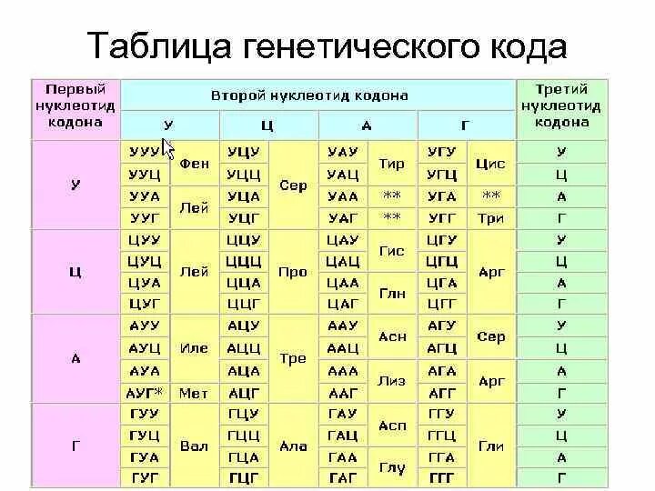 Как называется принцип расположения нуклеотидов. Аминокислоты ДНК И РНК таблица. Таблица кодонов генетического кода. Таблица триплетов генетического кода и РНК. Таблица РНК аминокислот.