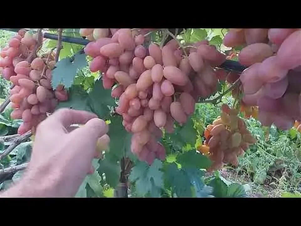 Виноград преображение видео. Виноград преображение (очень ранний сорт). сорт винограда преображение. сорт преображение. виноград преображение фото.